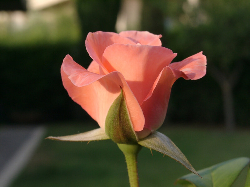 Pink Rose Bud — Serene, Sunset