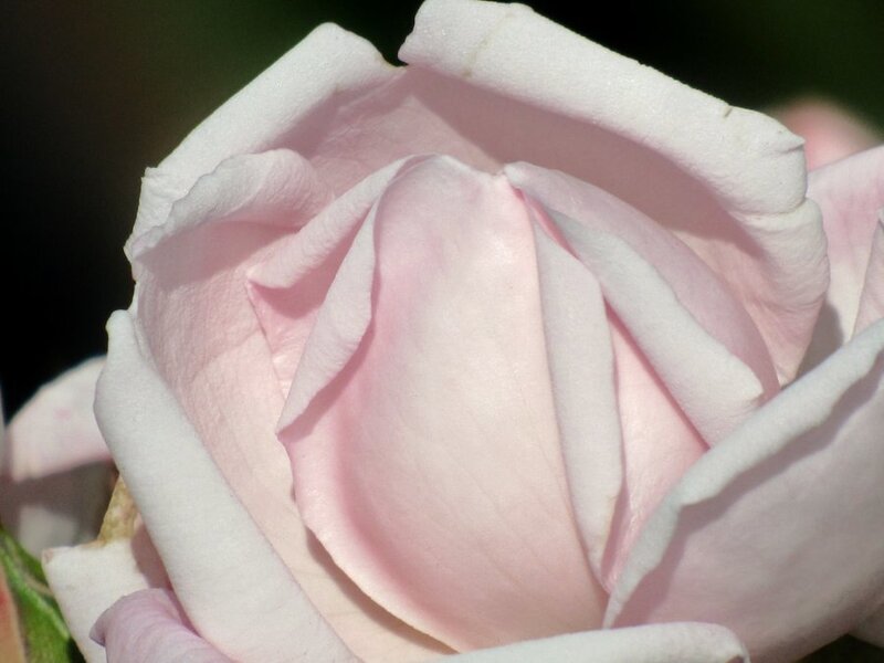 Pink Rose Bud — Serene