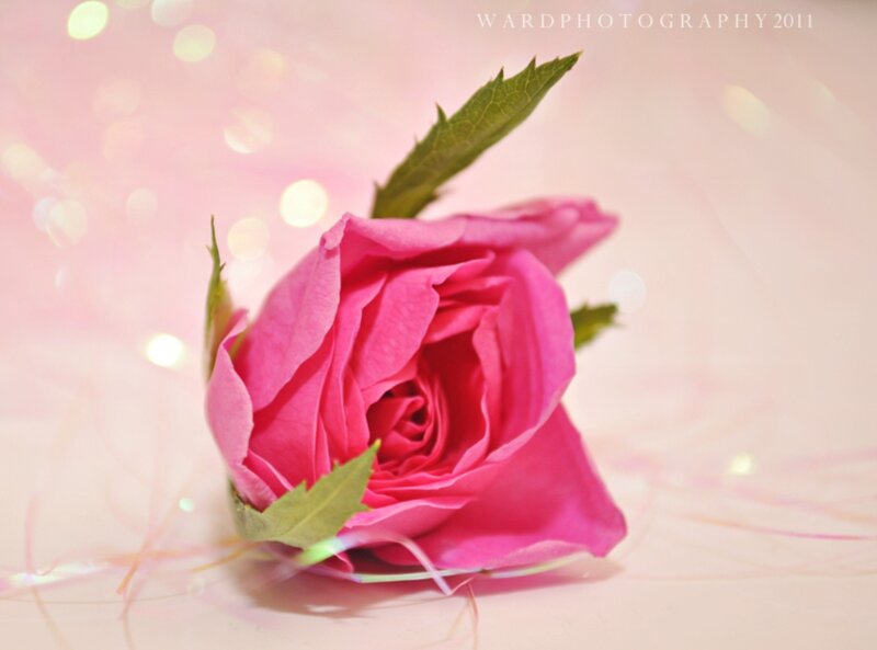 Pink Rose Bud — Soft, Photograph
