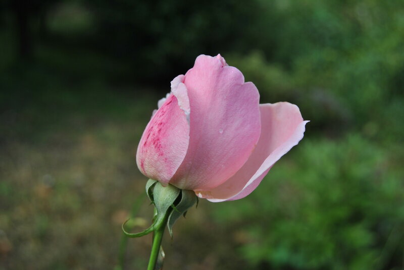 Pink Rose Bud