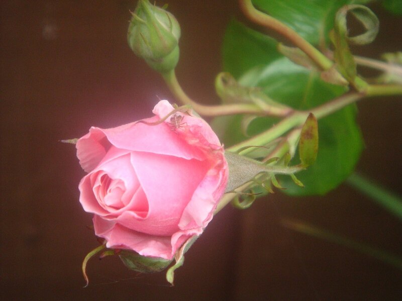 Pink rose bud with ant