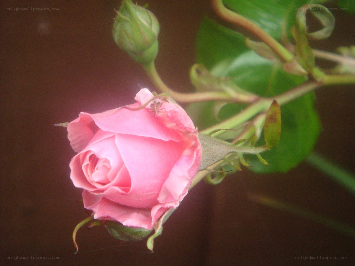 Pink rose bud with ant