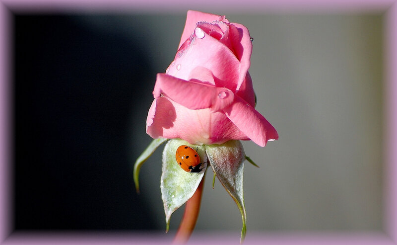 Pink Rose Bud with Ladybug