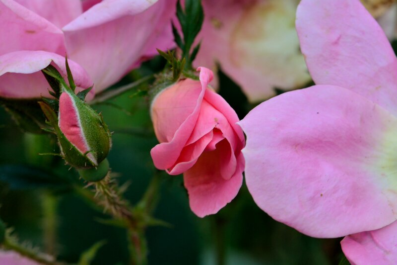 Pink Rose Buds and Flowers