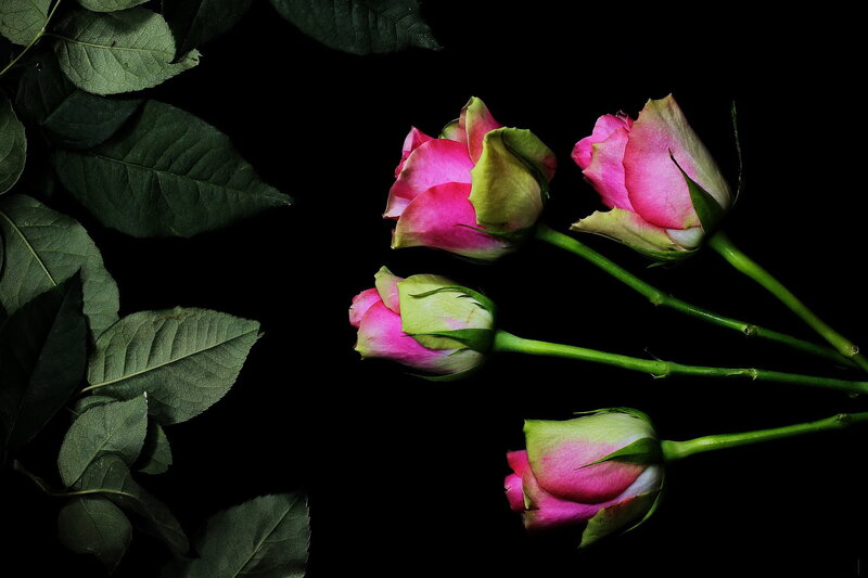 Pink Rose Buds — Black