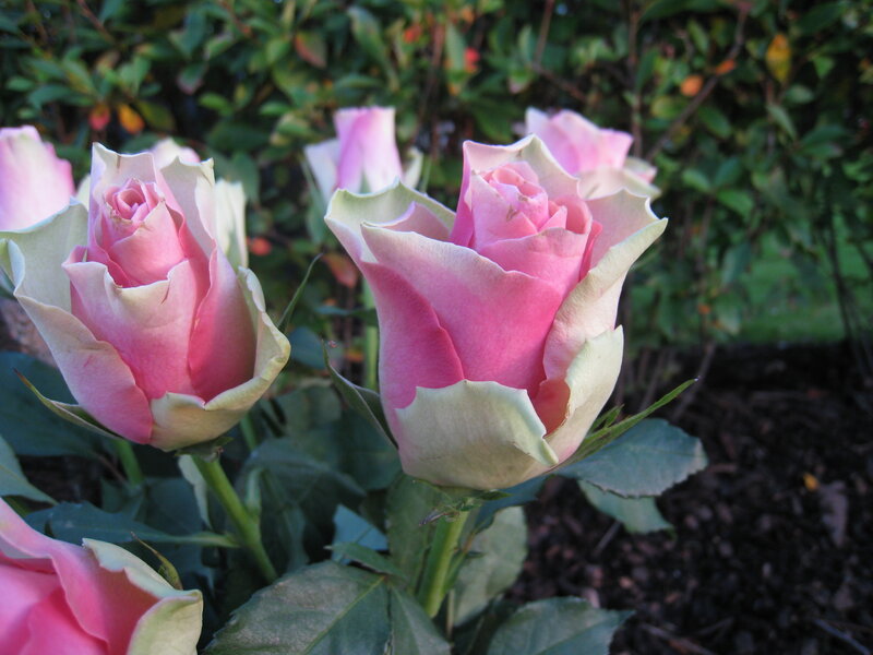 Pink Rose Buds — Calm, Afternoon