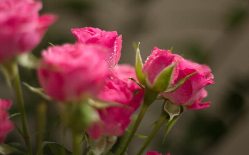 Pink Rose Buds — Calm, Photograph, Leaves, Stem