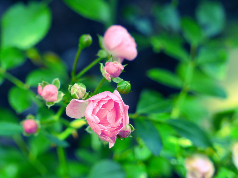 Pink Rose Buds — Calm, Photograph, Leaves