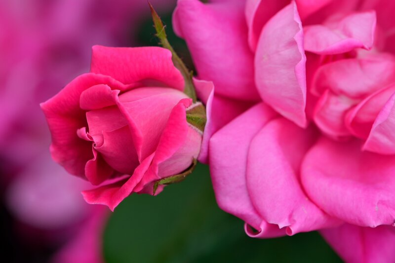 Pink Rose Buds — Calm, Photograph, Petals