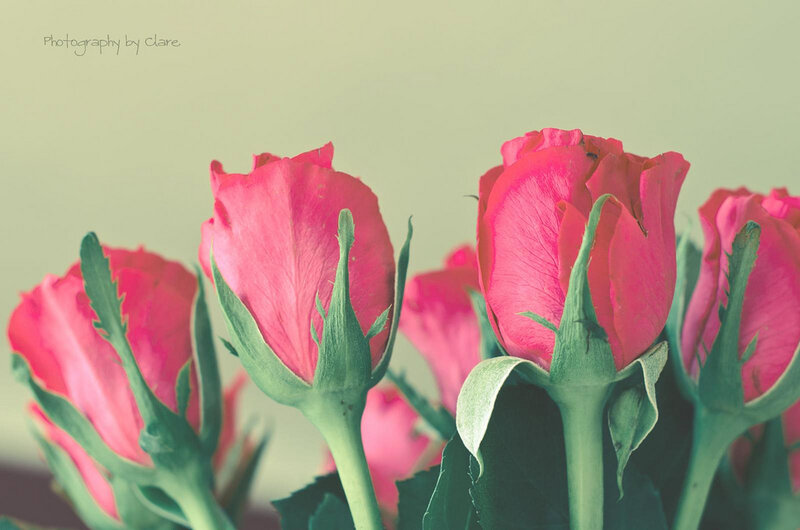 Pink Rose Buds — Calm, Photograph