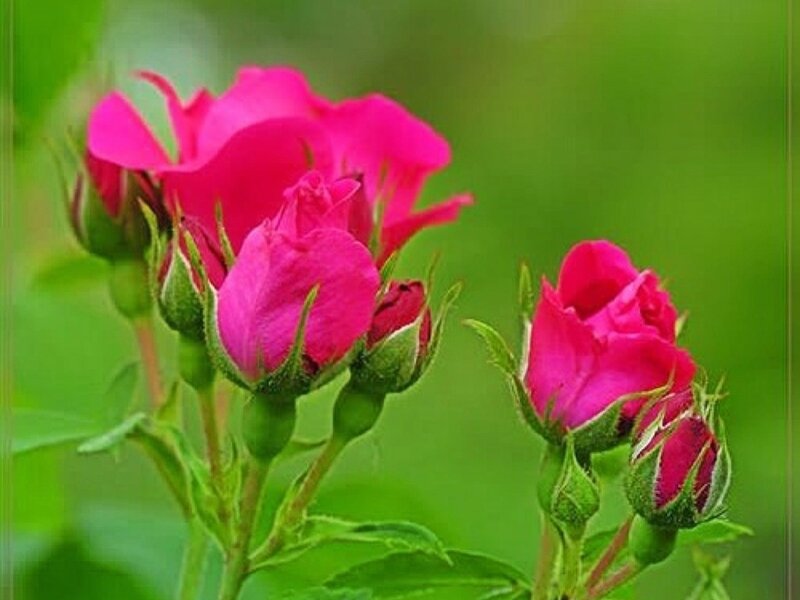 Pink Rose Buds — Calm, Spring, Photograph