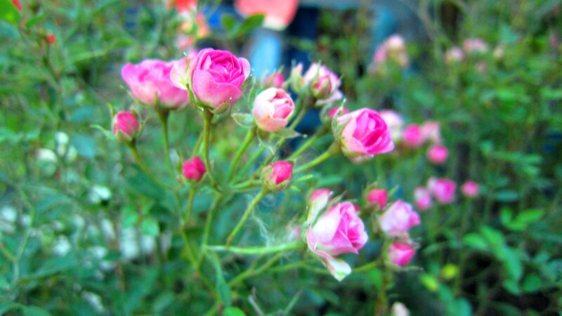 Pink Rose Buds — Calm, Spring