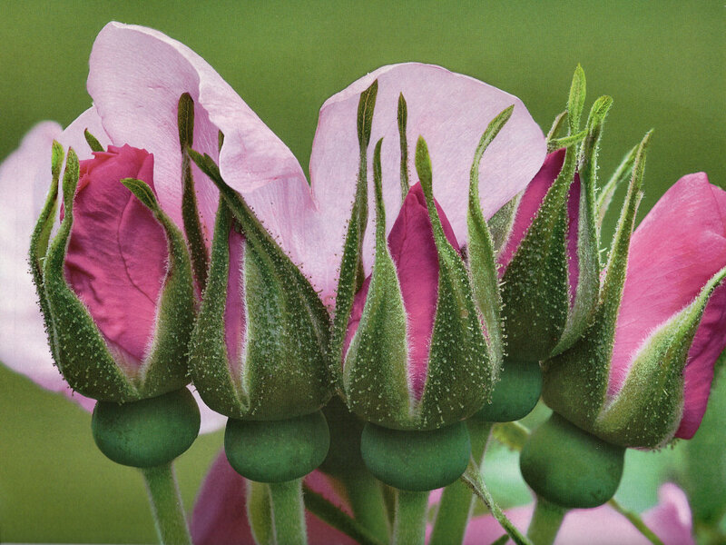 Pink Rose Buds — Calm