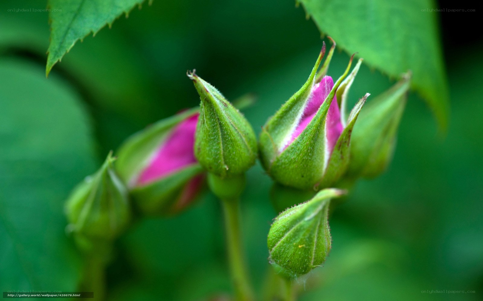 Pink rose buds in green foliage