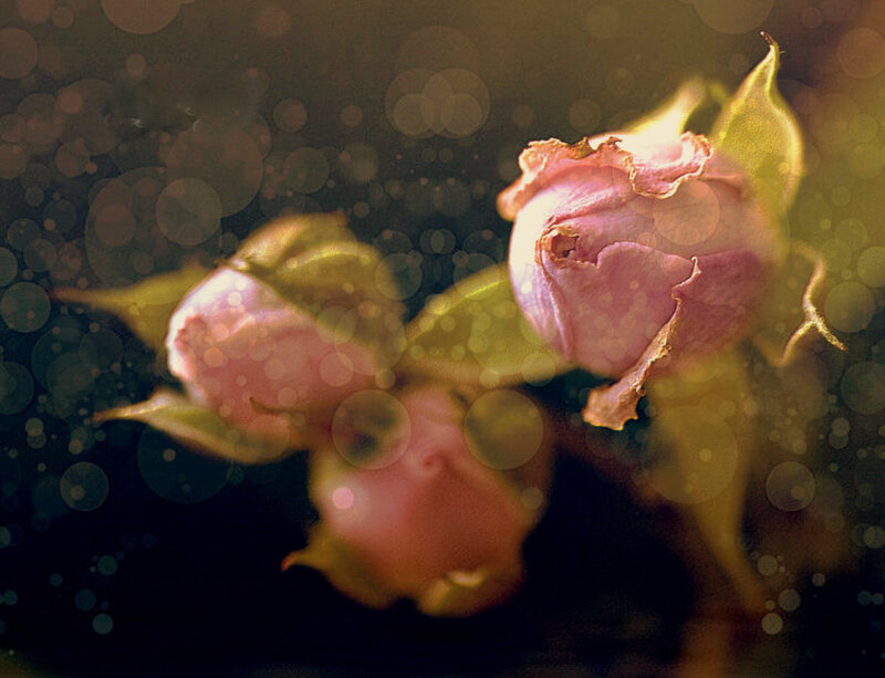 Pink rose buds in soft light