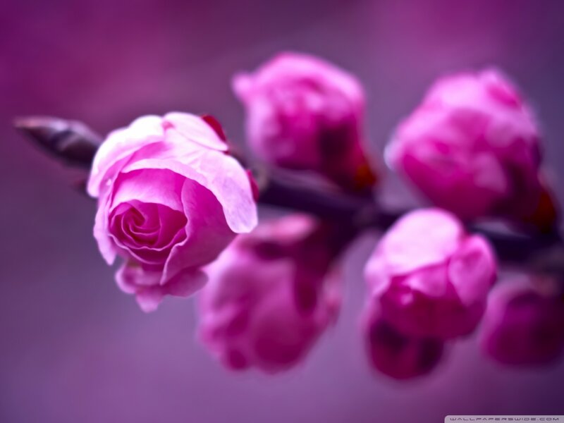 Pink Rose Buds on Branch