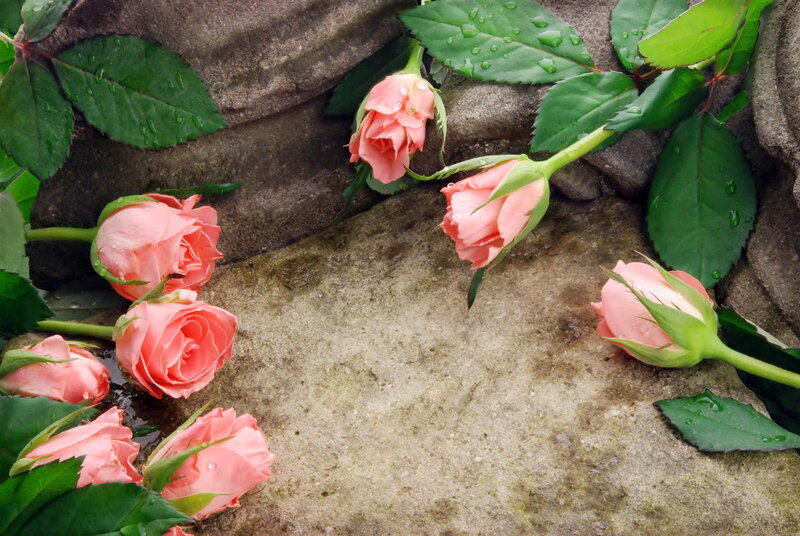 Pink Rose Buds on Stone