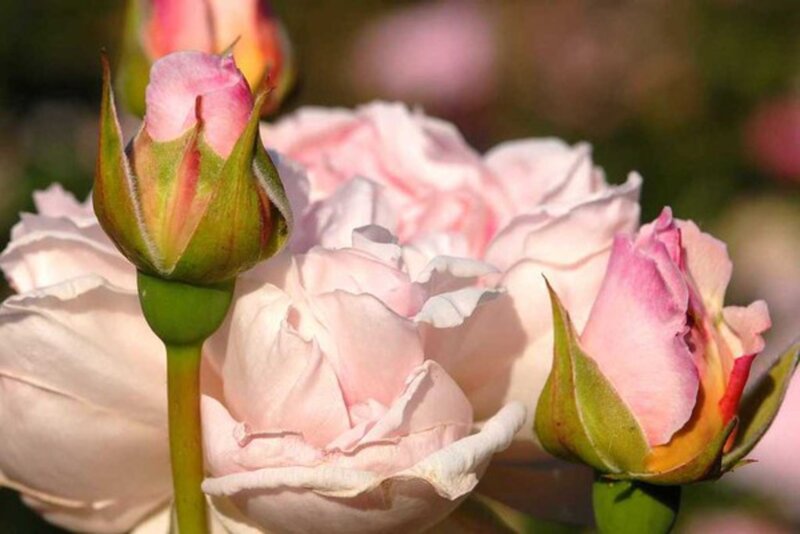 Pink Rose Buds — Serene, Afternoon, Photograph