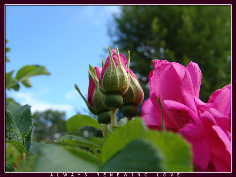 Pink Rose Buds — Serene, Afternoon