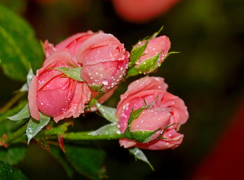 Pink Rose Buds — Serene, Morning