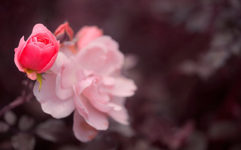 Pink Rose Buds — Serene, Photograph, Flowers, Stem