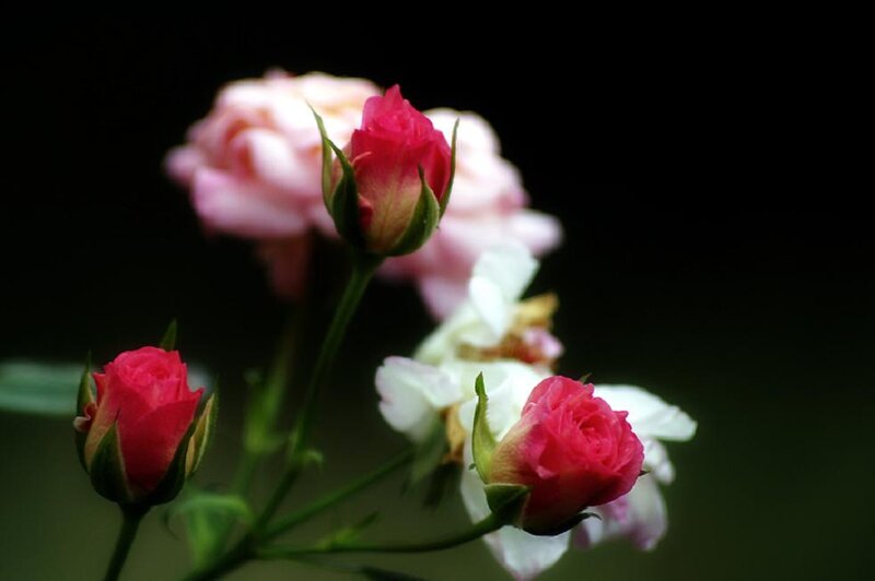 Pink Rose Buds — Serene, Photograph, Flowers