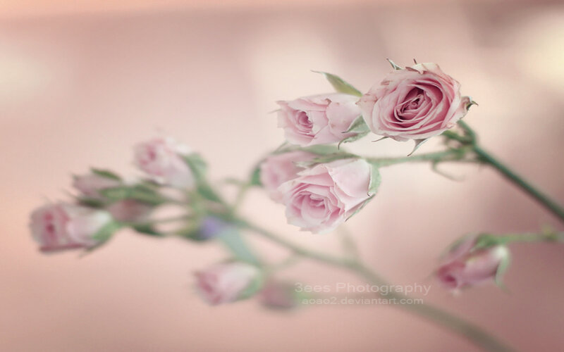Pink Rose Buds — Serene, Photograph, Stem