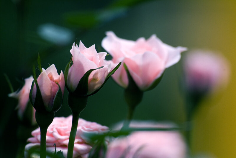 Pink Rose Buds — Serene, Photograph