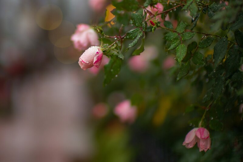 Pink Rose Buds — Serene, Spring, Photograph, Leaves, Raindrops