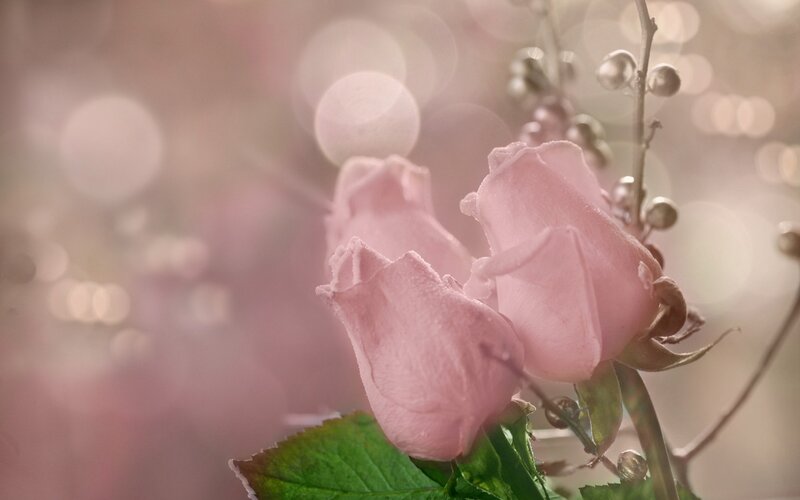 Pink Rose Buds — Serene, Spring, Photograph