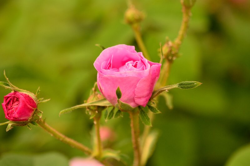 Pink Rose Buds — Serene, Spring
