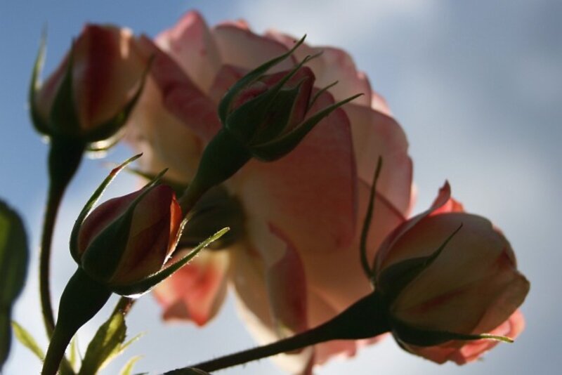 Pink Rose Buds — Serene, Sunset