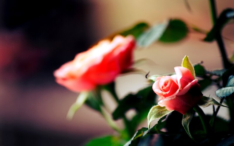 Pink Rose Buds — Serene