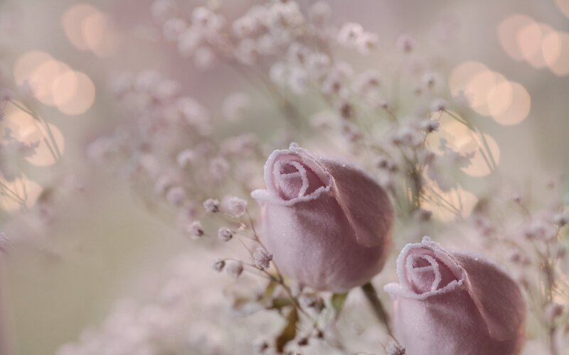 Pink Rose Buds — Soft, Photograph