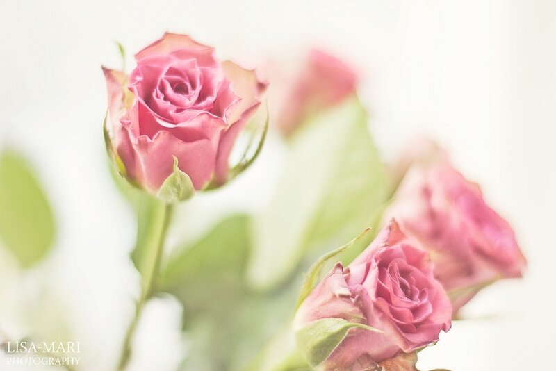 Pink Rose Buds