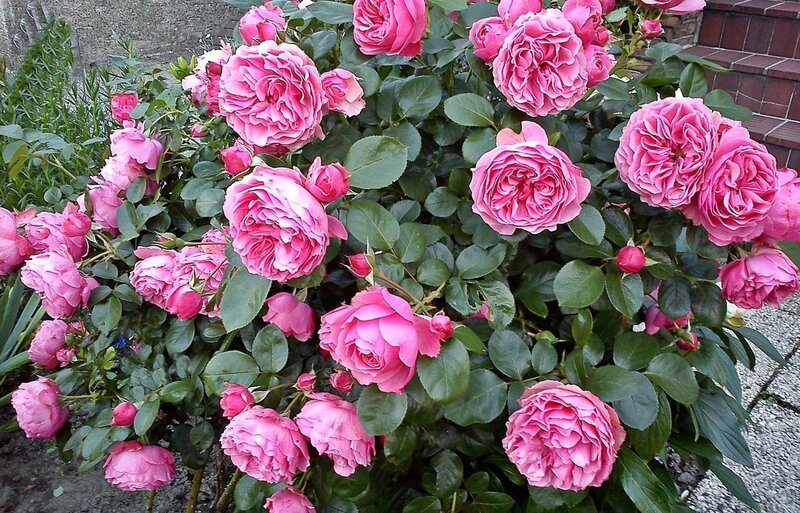 Pink Rose Bush — Calm, Afternoon, Photograph, Green Leaves