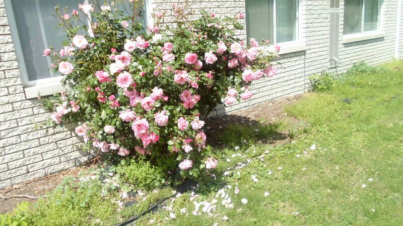 Pink Rose Bush — Calm, Afternoon, Photograph