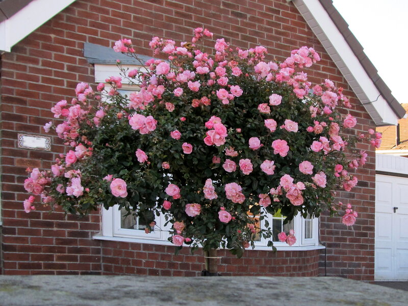 Pink Rose Bush — Calm, Afternoon