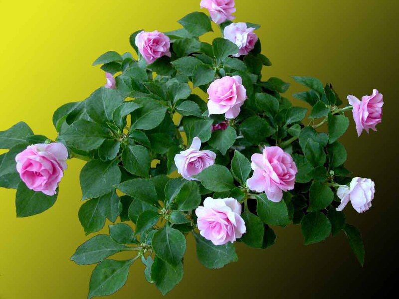 Pink Rose Bush — Calm, Photograph