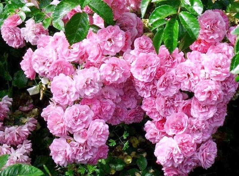 Pink Rose Bush — Calm, Spring, Photograph