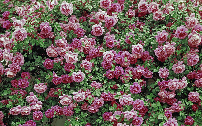 Pink Rose Bush — Calm, Spring