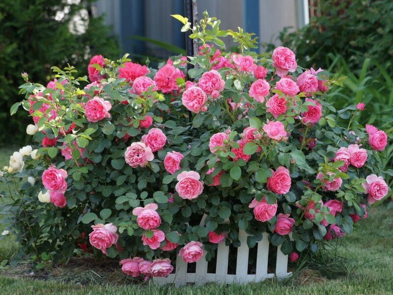 Pink Rose Bush — Calm, Summer, Photograph, Green Leaves