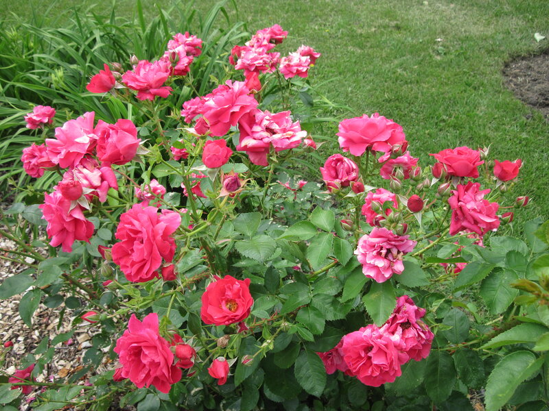 Pink Rose Bush — Calm, Summer, Photograph