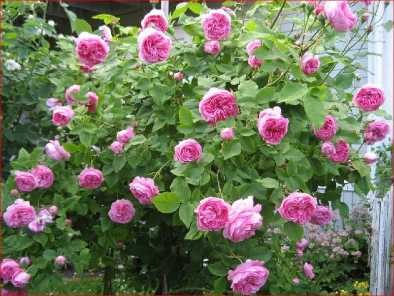 Pink Rose Bush — Calm, Summer