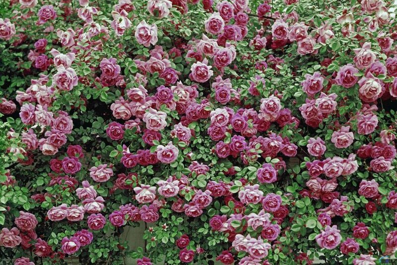 Pink Rose Bush — Calm