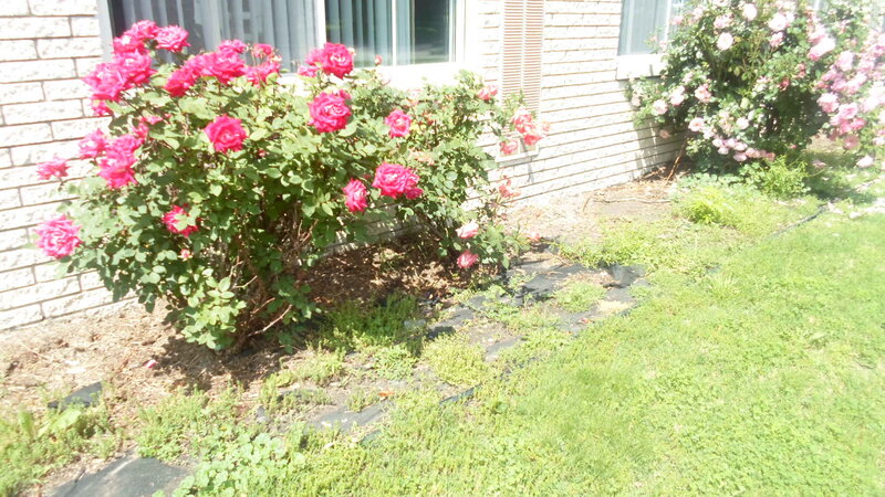 Pink Rose Bush — Green, Calm