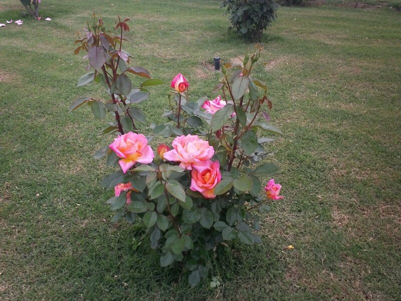 Pink Rose Bush — Green