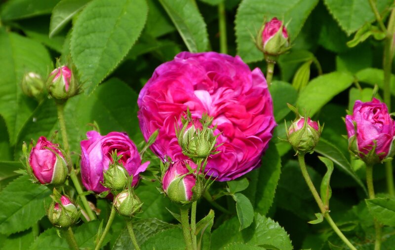 Pink Rose Bush — Natural