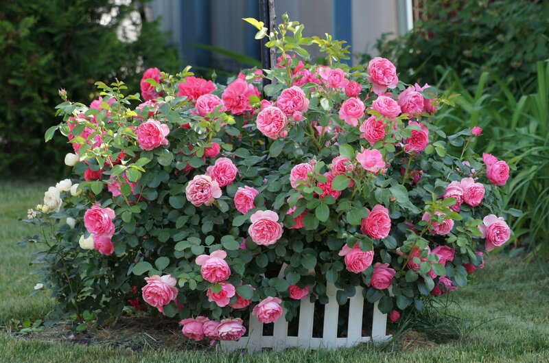 Pink Rose Bush — Serene, Afternoon