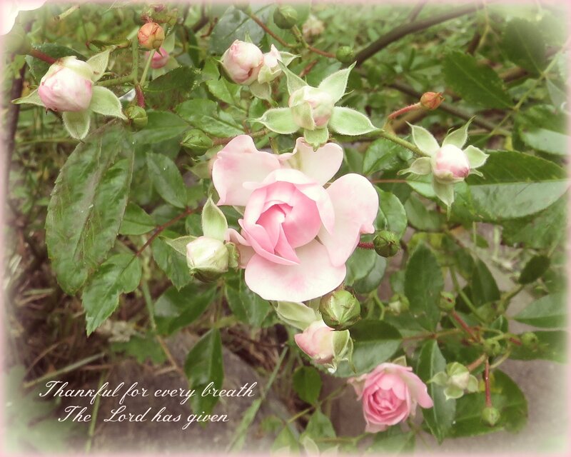 Pink Rose Bush — Serene, Spring, Photograph